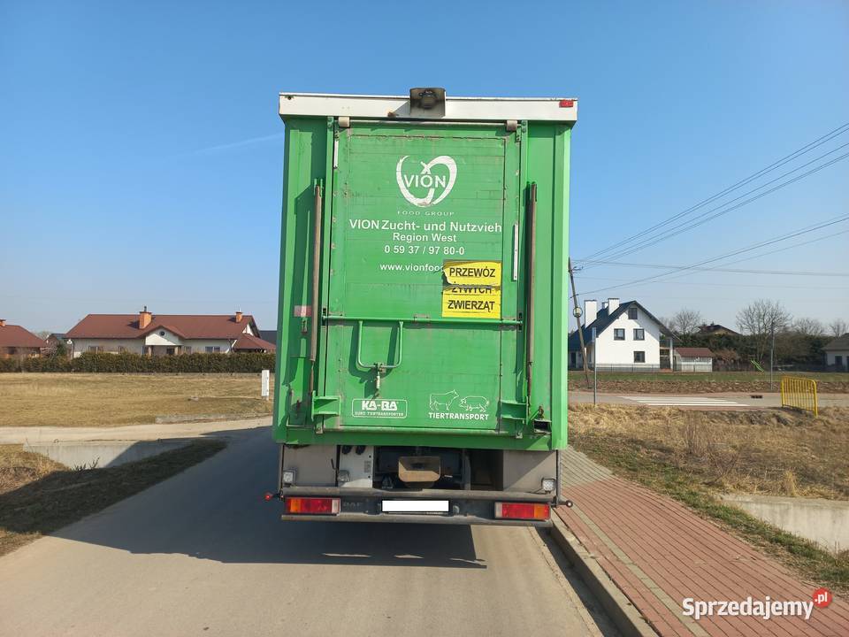 Daf CF 85410 6X2 do żywca i trzody chlewnej 3 lodówka Mielec