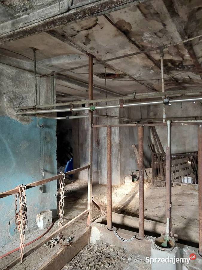 Dojarka przewodowa westfalia Mroczno