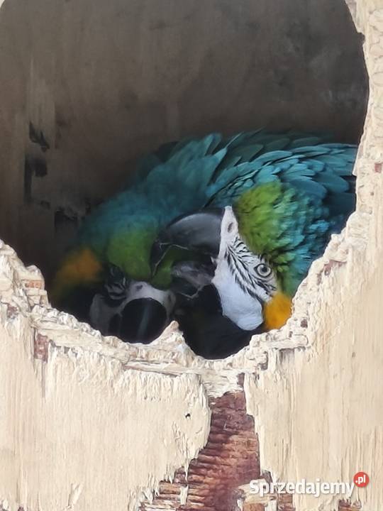 Ary ararauny para legowa Dąbrowa Górnicza