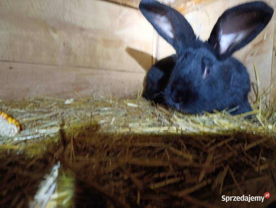 Królik srokacz Straszydle