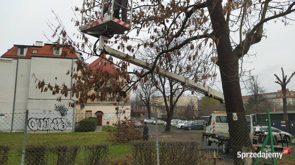 Wycinka pielęgnacja drzew ściąganie jemioły Wrocław