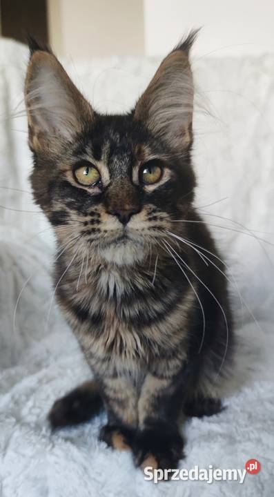 Maine Coon duże linie hodolwa FPL Koty łódzkie Radomsko sprzedam