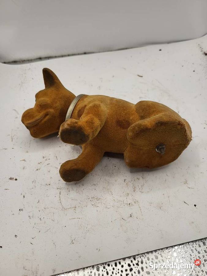 PIES BOXER PRL FIAT 125 126 MERCEDES VW GARBUS śląskie Rybnik sprzedam