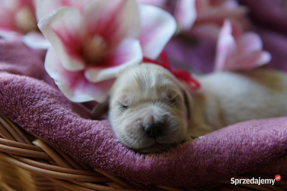 Szczeniak Golden Retriever Golden Retriever Rzeszów