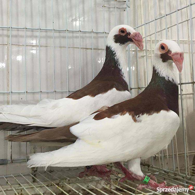 Hodowla Bagdeta Norymberska WSCHÓD Pozostałe Zwierzęta Płośnica