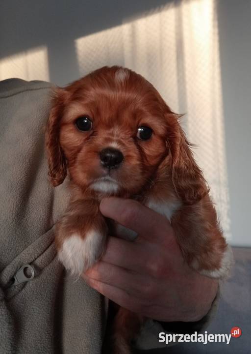 Cavalier King Charles Spaniel Ruby 2026 Częstochowa