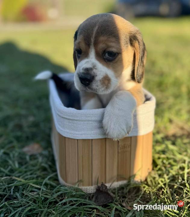 Beagle szczenięta championie mazowieckie Mińsk Mazowiecki
