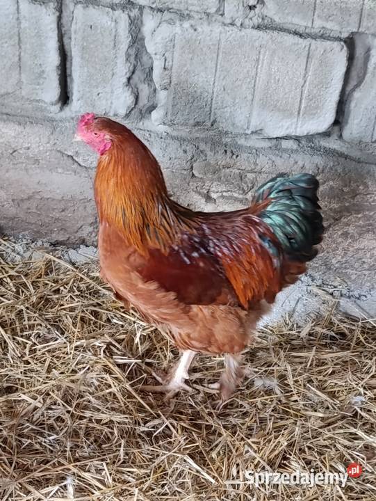 Koguty 28 tygodniowe brahmy