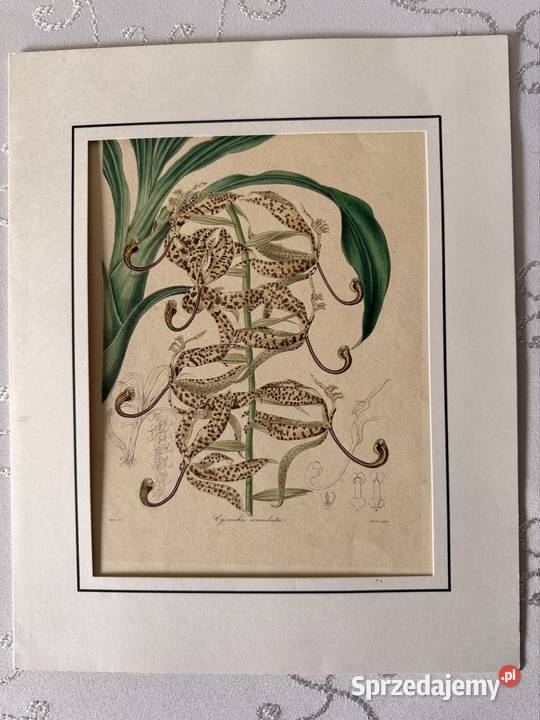Antyczna rycina botaniczna staloryt XIX w śląskie Czerwionka-Leszczyny