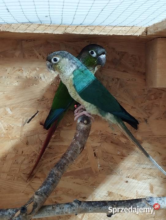 Papugi rudosterki śląskie Kozłów