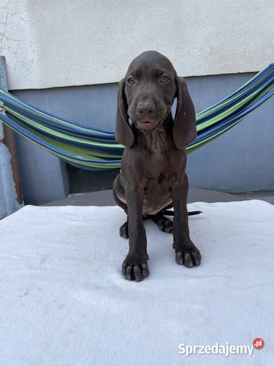 WYŻEŁ NIEMIECKI SZCZENIAKI opolskie Kadłub Turawski sprzedam