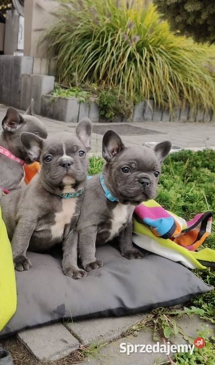 Piesek suczka Buldog francuski niebieski BLUE Buldog Padew Narodowa