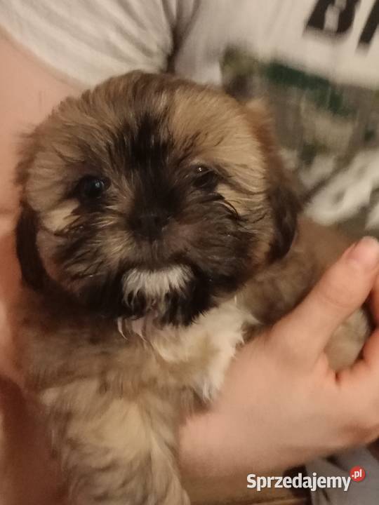 Promocja Piesek szczeniak Shih tzu z rodowodem Skołyszyn