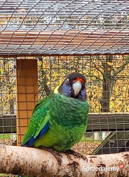 Barnard czarnogłowy