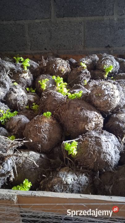 Sprzedam selery Proszowice