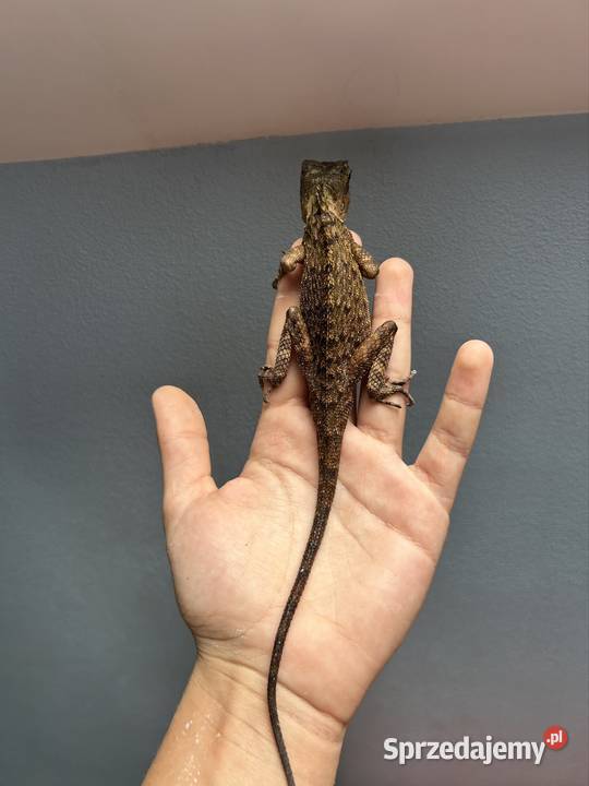 Parka agam Gorskich Olkusz