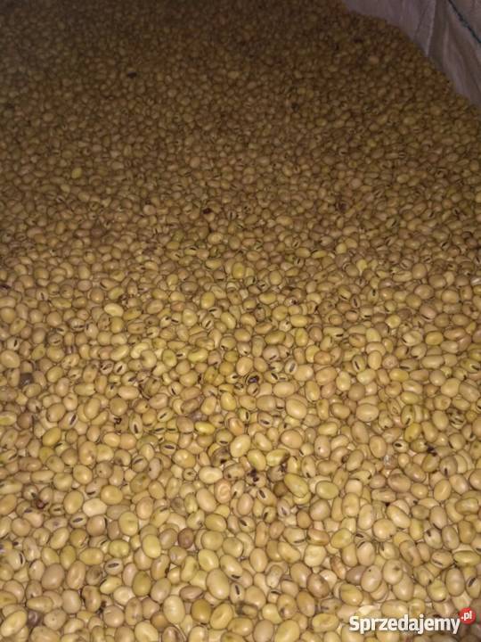 Bobik Granit wyczyszczony