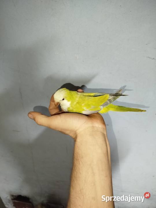 Samica mnich niziny 25 roku Uchylsko