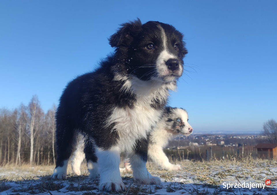 Piękna Suczka BORDER COLLIE z papierami dobrych Iwonicz