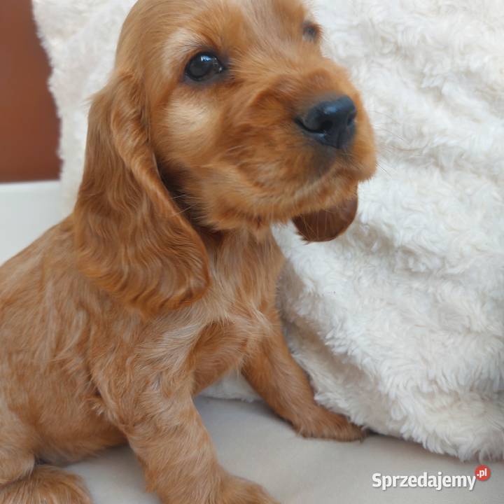 Cocker spaniel angielski piesek złoty Moroczyn