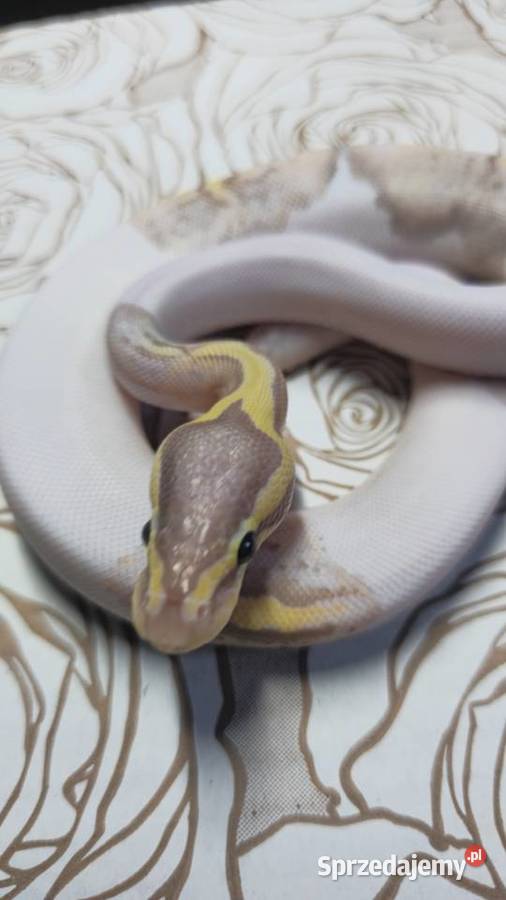 Wąż pyton królewski python regius samica Wrocław