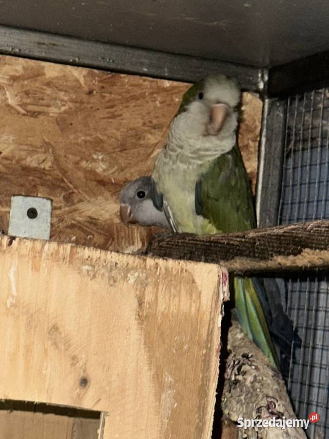 Papugi Swiergoty Łysa Góra