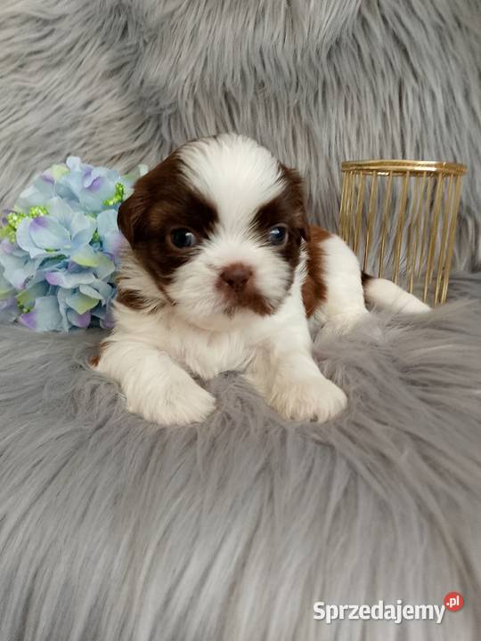 Piekny piesek rasy ShihTzu Shih Tzu Namysłów