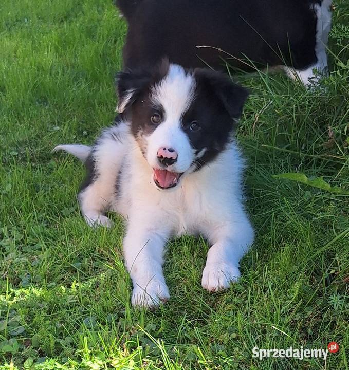 Border collie piesek do odbioru