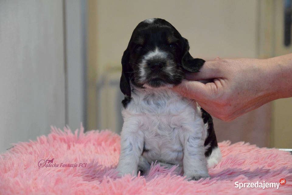 Cocker Spaniel Angielski Burbon