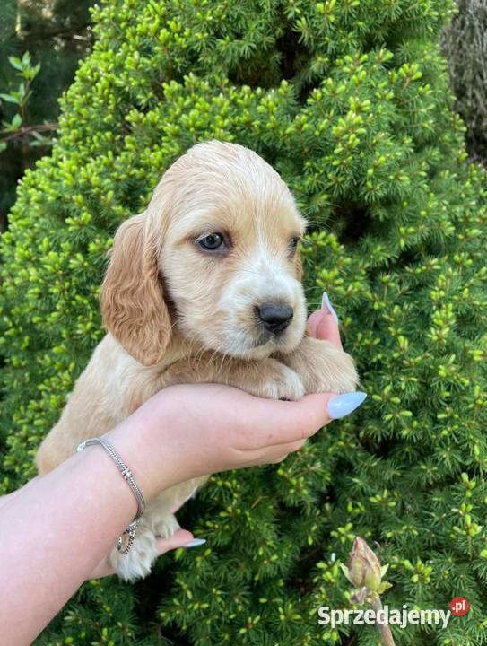 Pieski cocker spaniel suczki pieski Lipnica Mała