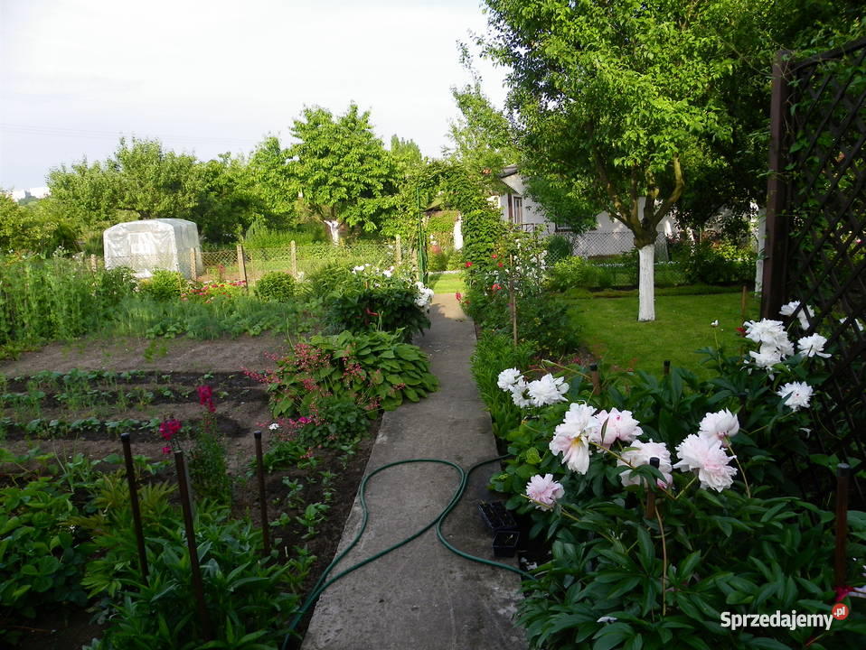 ogródek działkowy na ROD Krzekowo w Szczecinie 340m2 Szczecin