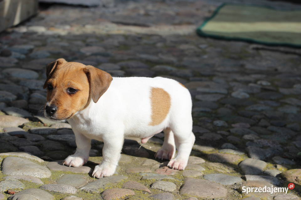 Jack Russell Terrier krótkowłosy Delastowice sprzedam