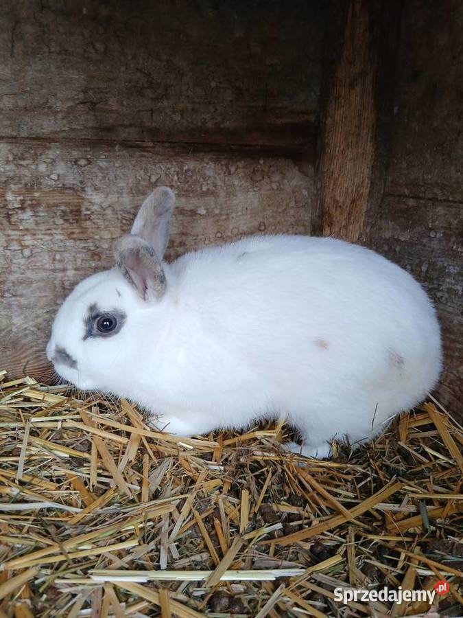 Króliki miniaturki Piórków