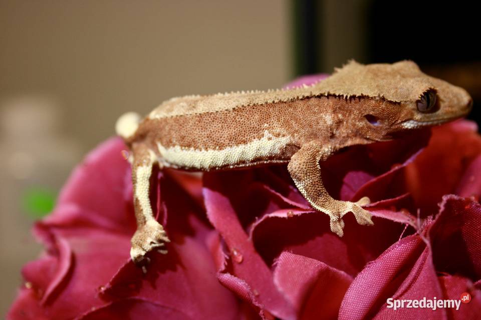 Gekon orzęsiony phantom red lily white samiec Gady i płazy Sosnowiec