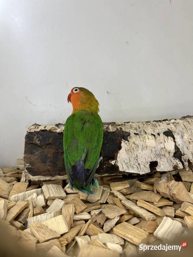 Nierozłączki turkuseuving Ryki