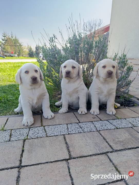Pieski i suczki Labradora Retriever czarne Tarnów