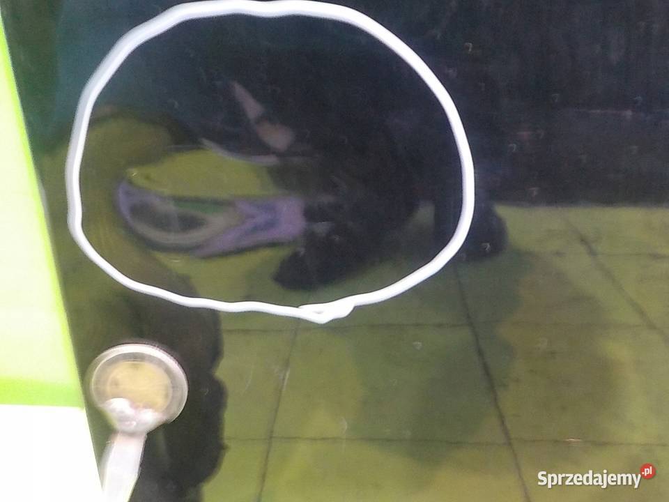 FORD FORD FOCUS MK3 11r HB 5D drzwi prawe przod osobowe Drzwi Suków