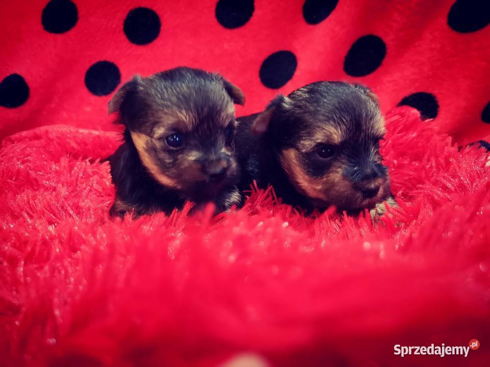 York shire terrier Białystok sprzedam