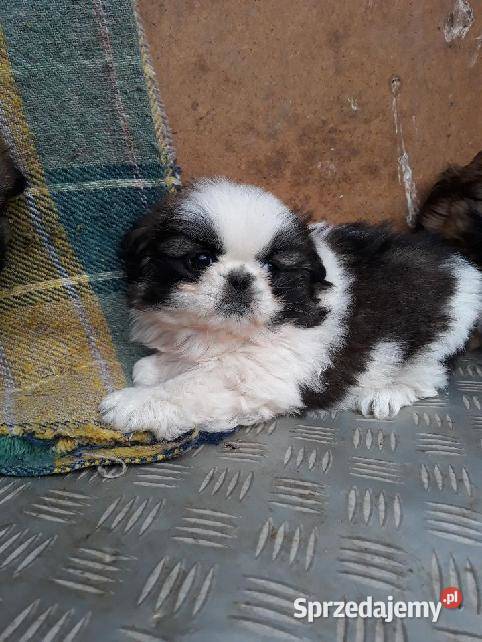 Pekińczyk Miniaturka Jędrzejów