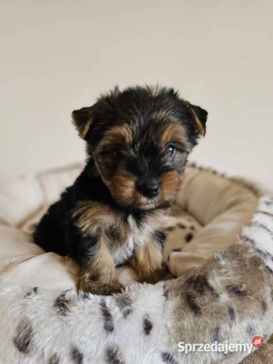 Yorkshire Terrier Samiec z Chipem Wyprawka sprzedam