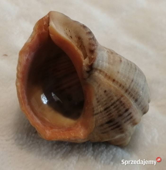 Muszla 42 64 Kreatywne Czeladź sprzedam
