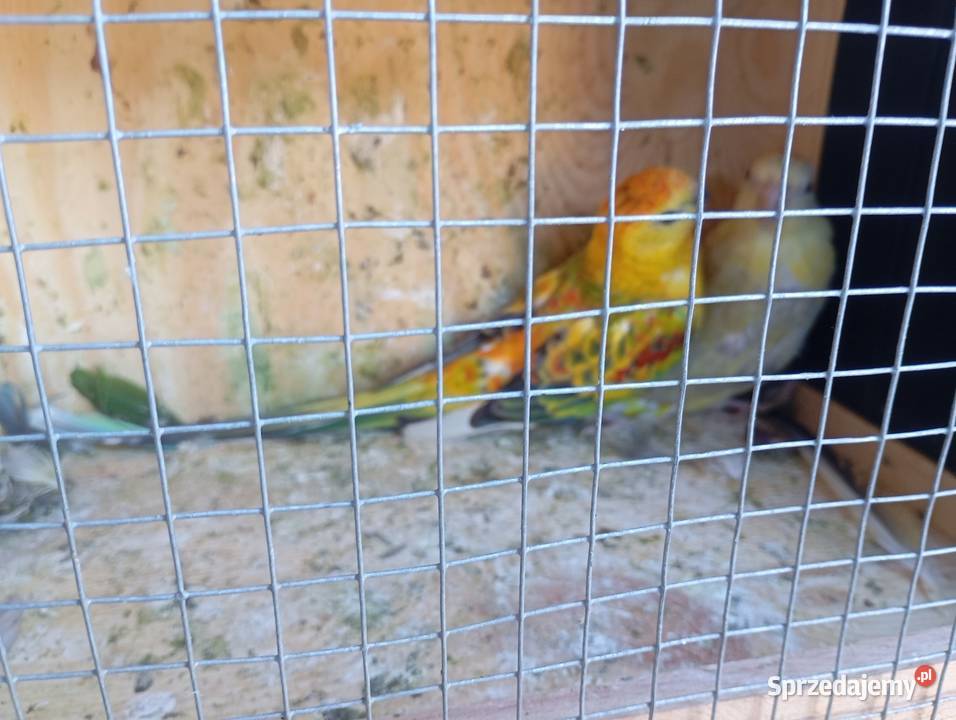 Świergotki 2 pary lęgowe Wrzesiny