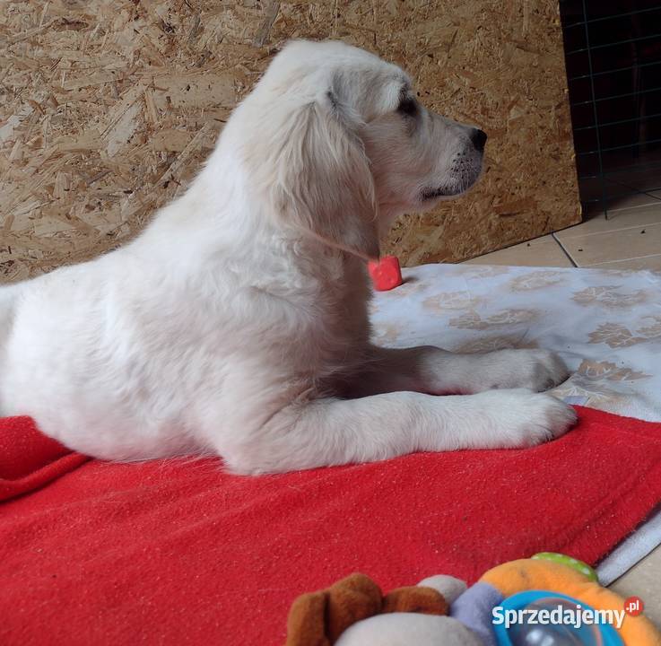 Golden Retriever szczenięta ZKwPFCI opolskie Olesno