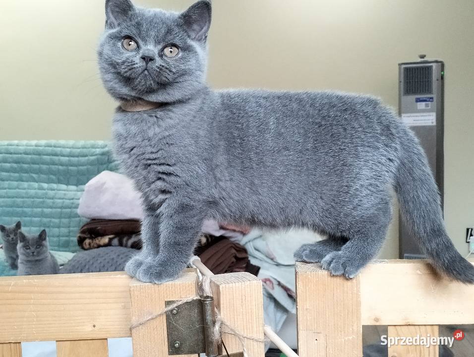 Piękny kocurek Yuki Rodowód Międzynarodowy Łódź