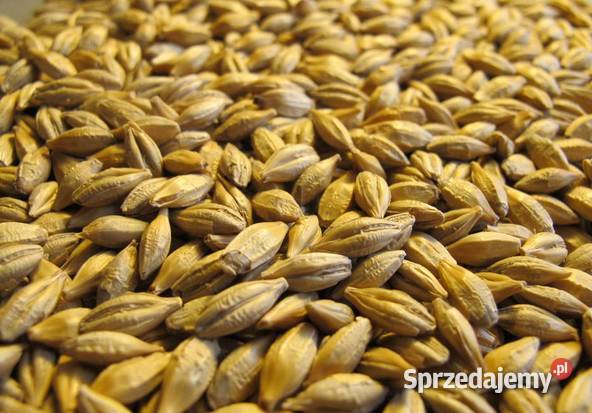 Sprzedam Jęczmień Zboża Łaziska Górne