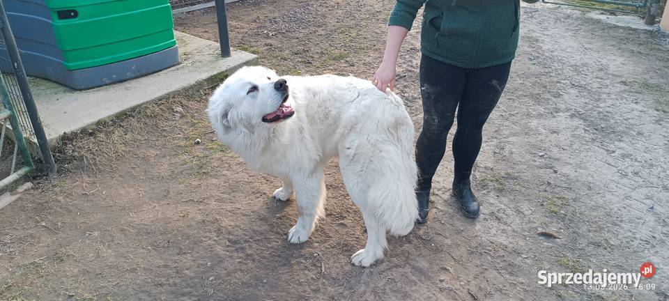 Owczarek podhalański szczeniak pies suczka Osina