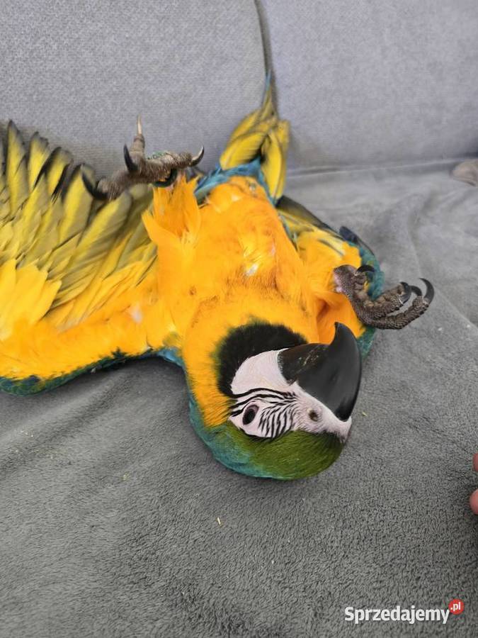 Ara ararauna zachodniopomorskie Gryfino