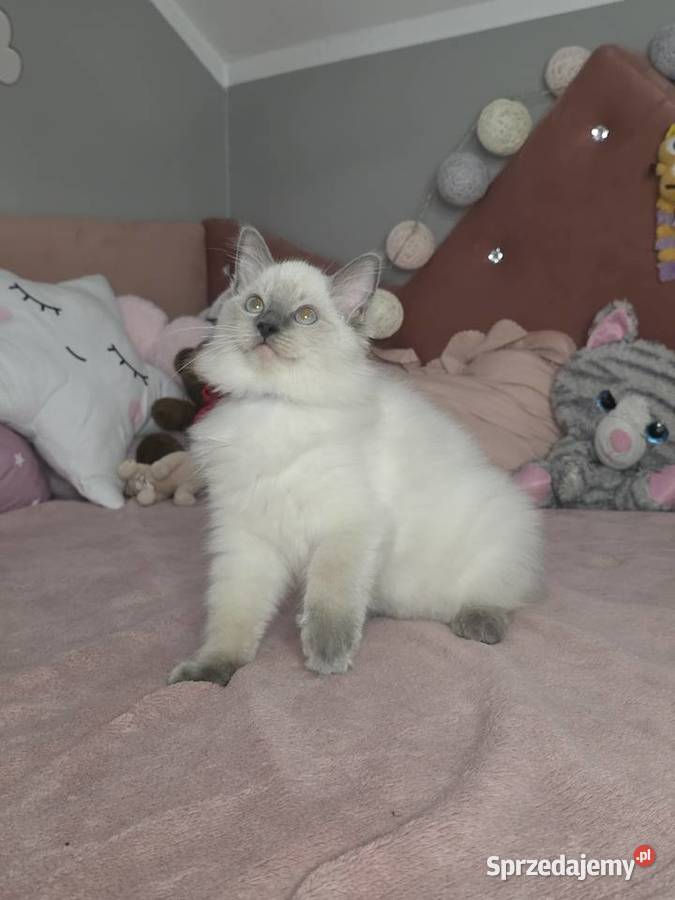 Uroczy ragdoll kocurek FPL prawdziwy rodowód Uścikowo