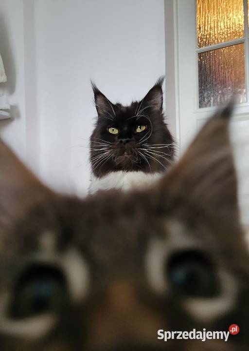Maine Coon duże linie hodolwa FPL łódzkie Radomsko