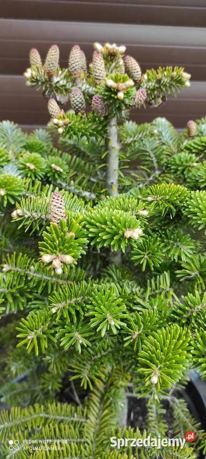 Jodły koreańskie z szyszkami w donicy Grójec